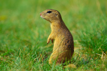 Naklejka na ściany i meble Alerted squirrel . Ground squirrel alert and watching around. Cute mammal
