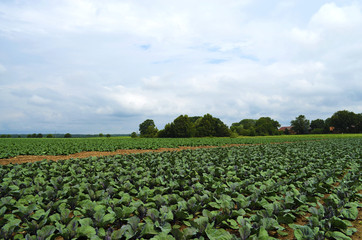 Fototapeta na wymiar Field of red cabbage (Cruciferae or Brassicaceae)