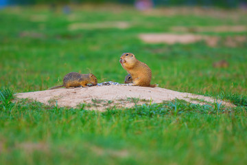 Naklejka na ściany i meble Ground squirrel couple. Ground squirrels are feeding in meadow. Small animal in grassi