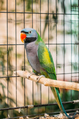 Lord Derby's Parakeet Or Psittacula Derbiana, Also Known As Derbyan