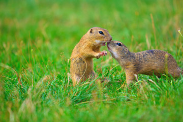 Naklejka na ściany i meble Kiss. Love of squirrel couple. Ground squirrels are kissing in meadow. Animal enjoy Valentine's Day