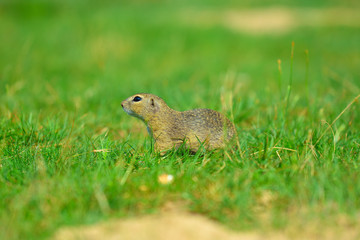 Naklejka na ściany i meble Cute European ground squirrel. Lovely gnawer feeding in grass(Spermophilus citellus)