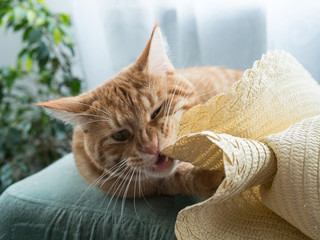 red cat lies on the sofa tears teeth straw hat 