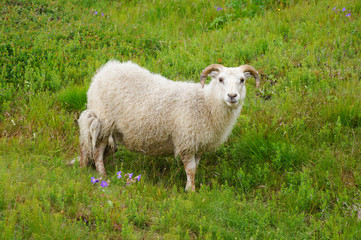 Goat in Thingvellir National Park,Iceland.