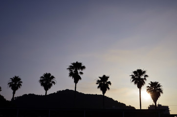 A tree and the morning sun of the cycad