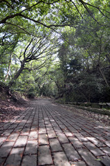 Fototapeta premium Mountain path of Wakayama, Japan