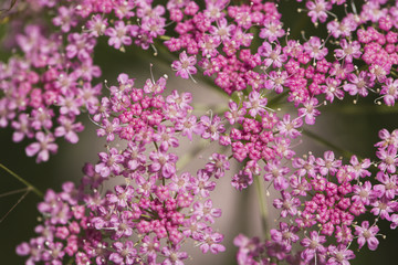 Field flowers are delicate pink. Texture. Macro.
