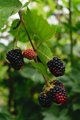wild blackberries - organic, fresh berries.