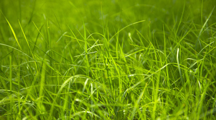 Close up of fresh grass