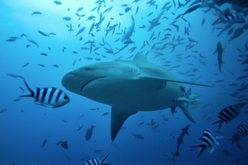 bull shark, carcharhinus leucas, Beqa lagoon, Fiji
