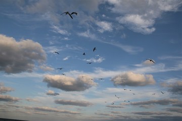 Seagulls flying on beautiful blue sky and clouds
