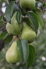 unpicked fresh organic  green unripe pears with natural leaves background