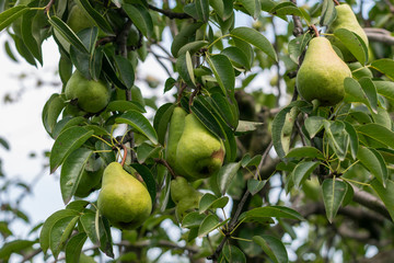 unpicked fresh organic  green unripe pears with natural leaves background