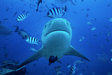 bull shark, carcharhinus leucas, Beqa lagoon, Fiji
