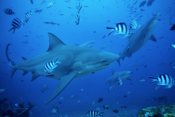 Fototapeta premium bull shark, carcharhinus leucas, Beqa lagoon, Fiji