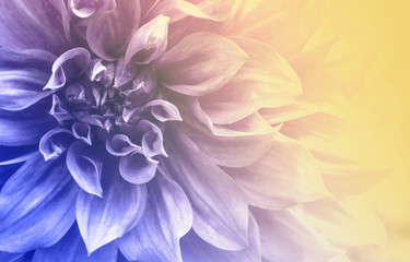 Unfocused blur petals, abstract romance background, pastel and soft flower card