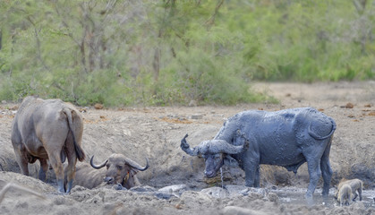 CAPE BUFFALO (Synceros caffer)  Old bull at drying waterhole in time of drought, Kwazulu Natal,...
