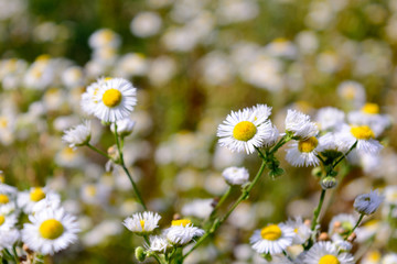 Wild camomile flowers growing on green meadow