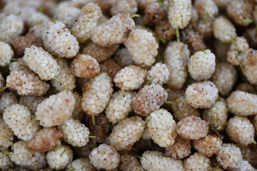 Maulbeeren