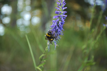 Veronica longifolia violet flowers from Plantaginaceae family with bumblebee.