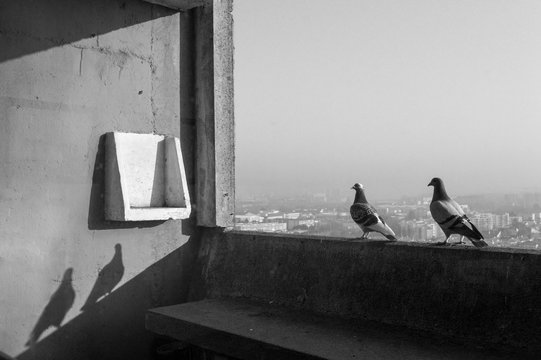 oiseaux sur bord, maison radieuse, Rez&eacute;, Nantes, France