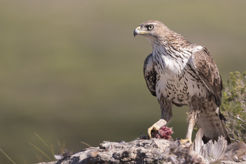 Bonelli's eagle_28