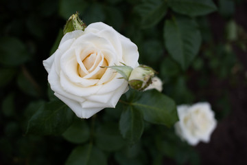 Beautiful blossoming rose