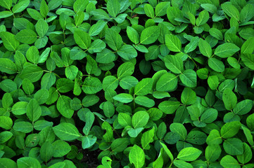 Fototapeta premium Soy grows in the field