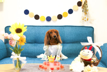 誕生日を楽しむダックスフンド
