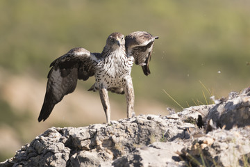 Bonelli's eagle_25
