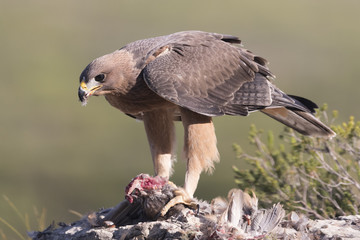 Bonelli's eagle_23