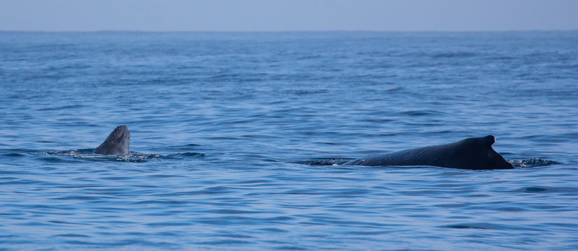Saison baleine de l'île de la Réunion 2017 - Baleine et baleineau