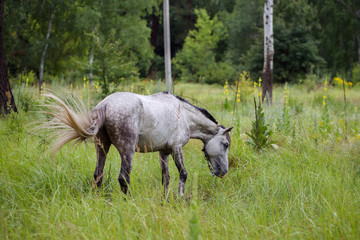 A horse is grazing in a meadow