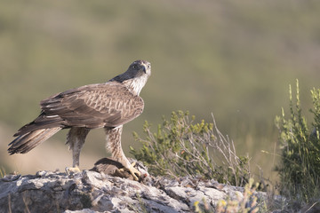 Bonelli's eagle_20