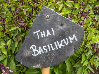 Thai Basilikum Schiefertafel © Animaflora PicsStock