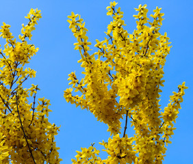yellow blossom tree