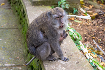 High Angle View of Female Monkey with baby