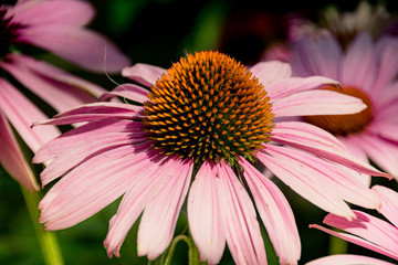 Roter und gelber Sonnenhut alias Rubinstern und Goldsturm