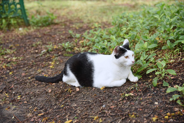 Naklejka na ściany i meble the black and white cat is sitting on a park