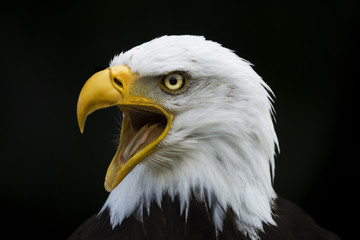 Weißkopfseeadler