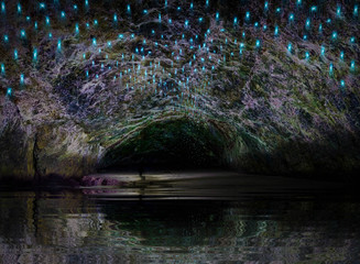 glow worms in the cave