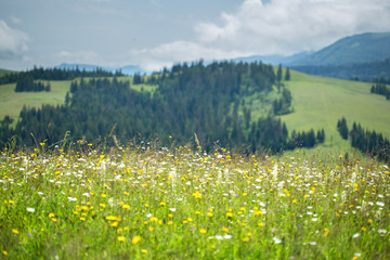 Beautiful meadow field with wildflowers against the background of mountains with clouds