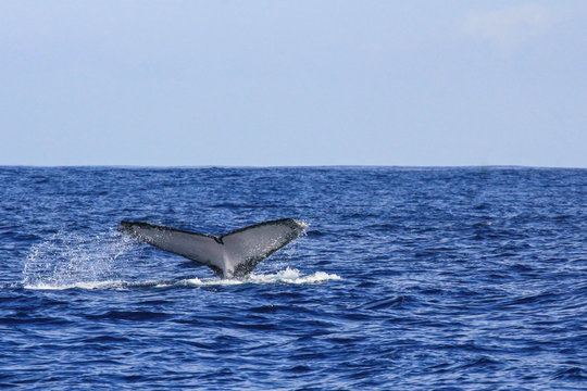 Saison baleine de l'île de la Réunion 2017 - Baleine et baleineau