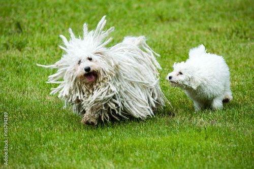 "Puli Hund spielt mit Welpe" Stockfotos und lizenzfreie Bilder auf