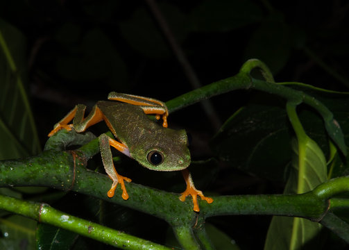 Perereca-verde (Hylomantis granulosa)