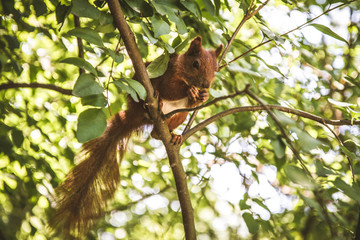 Red squirrel (Sciurus vulgaris)