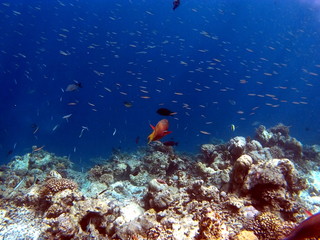 Tropical Coral Reef Fishes of Indian Ocean