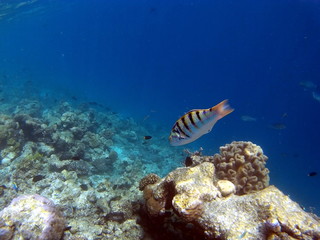 Fototapeta na wymiar Tropical Coral Reef Fishes of Indian Ocean