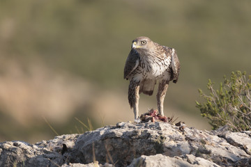 Bonelli's eagle_05