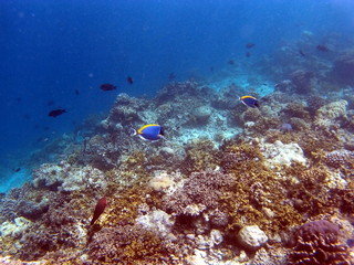 Naklejka na ściany i meble Tropical Coral Reef Fishes of Indian Ocean
